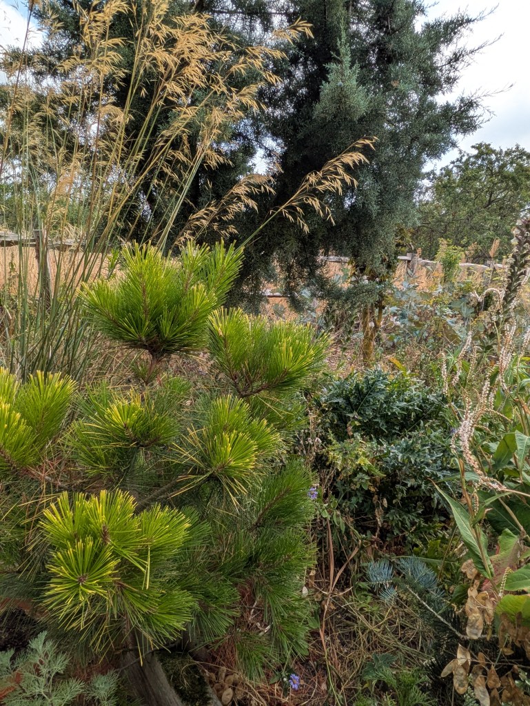 Conifers and grasses in Andrew Salter's garden, 15 August 2026