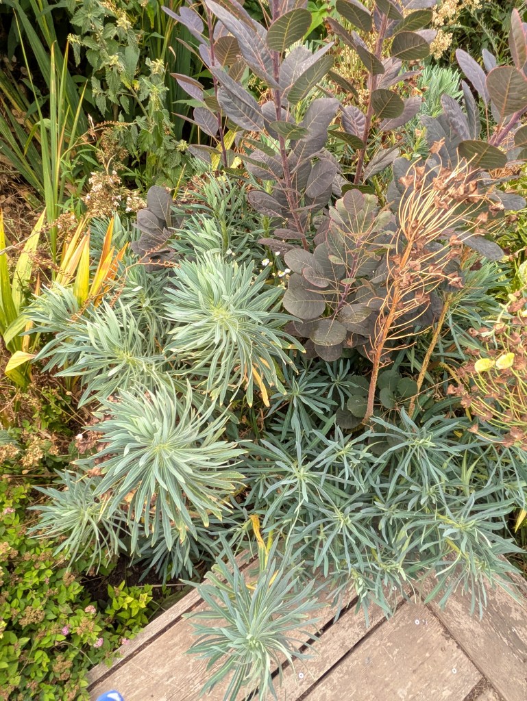 Deck edge, Andrew Salter's garden, 15 August 2026
