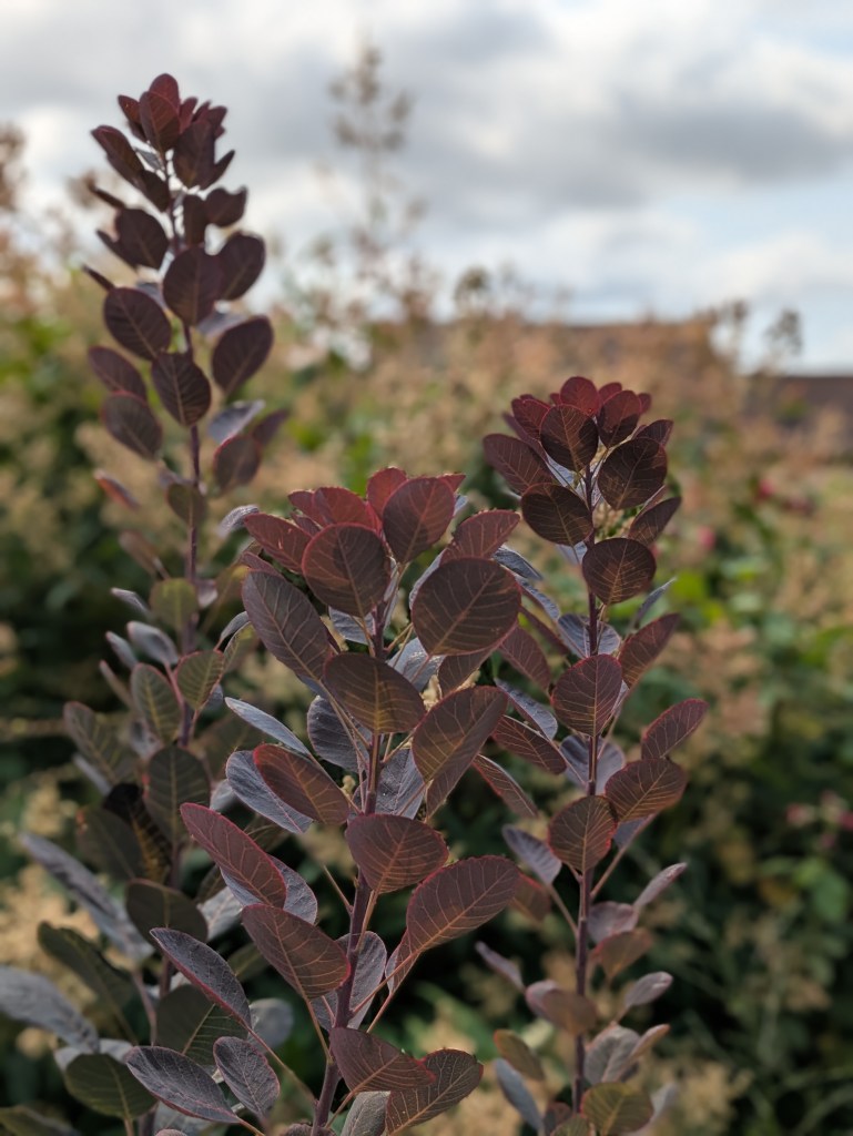 Cotinus in Andrew Salter's garden, 15 August 2026