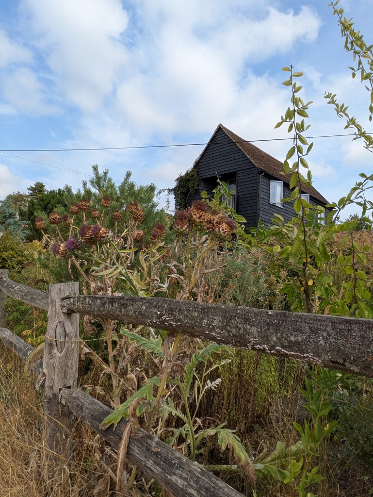 Cardoons in Andrew Salter's garden, 15 August 2026