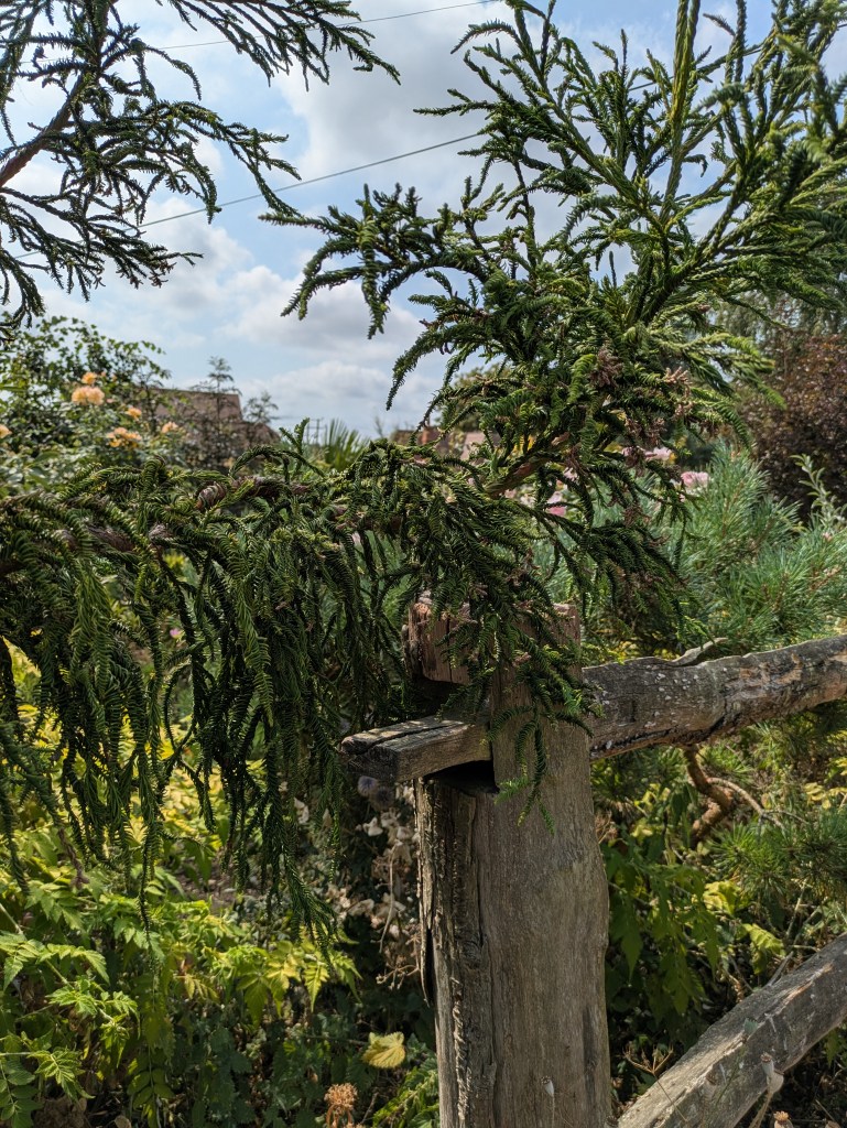 Cryptomeria by the gate. Andrew Salter's garden, 15 August 2026