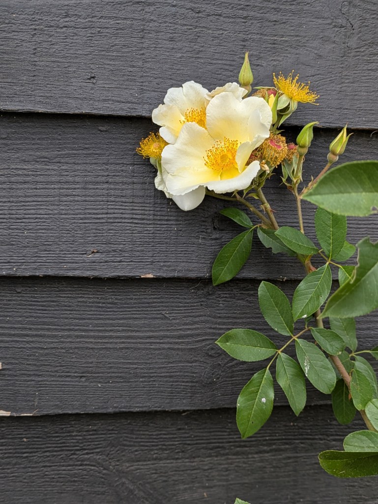 Roses against the house. Andrew Salter's garden, 15 August 2026