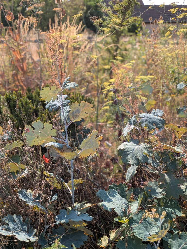 Macleaya in Andrew Salter's garden, 15 August 2026