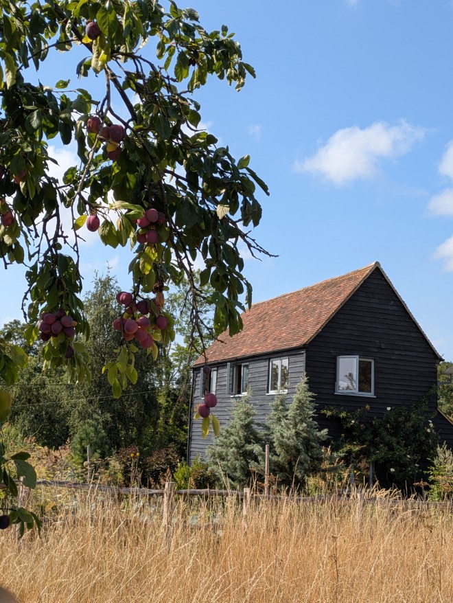 Andrew Salter's garden from the orchard, 15 August 2026
