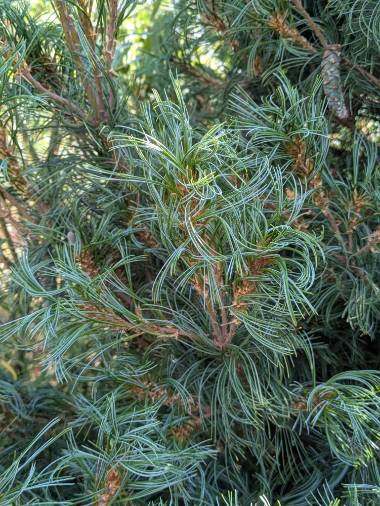 Pinus in Andrew Salter's garden, 15 August 2026