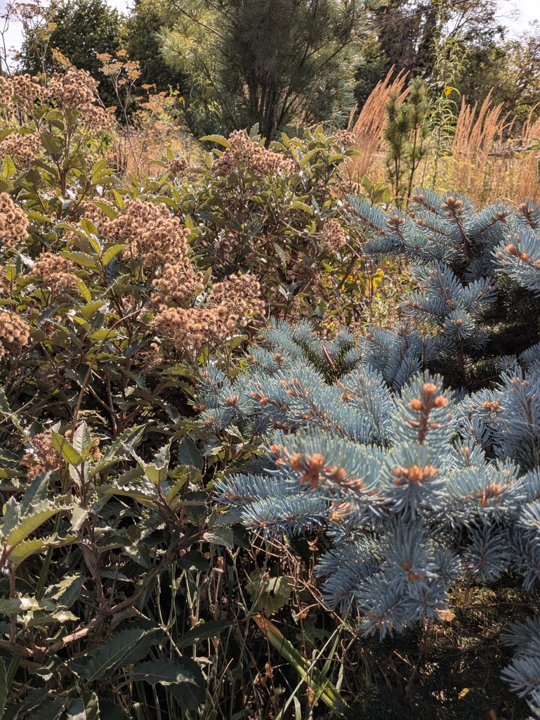 Olearia and Picea in Andrew Salter's garden, 15 August 2026