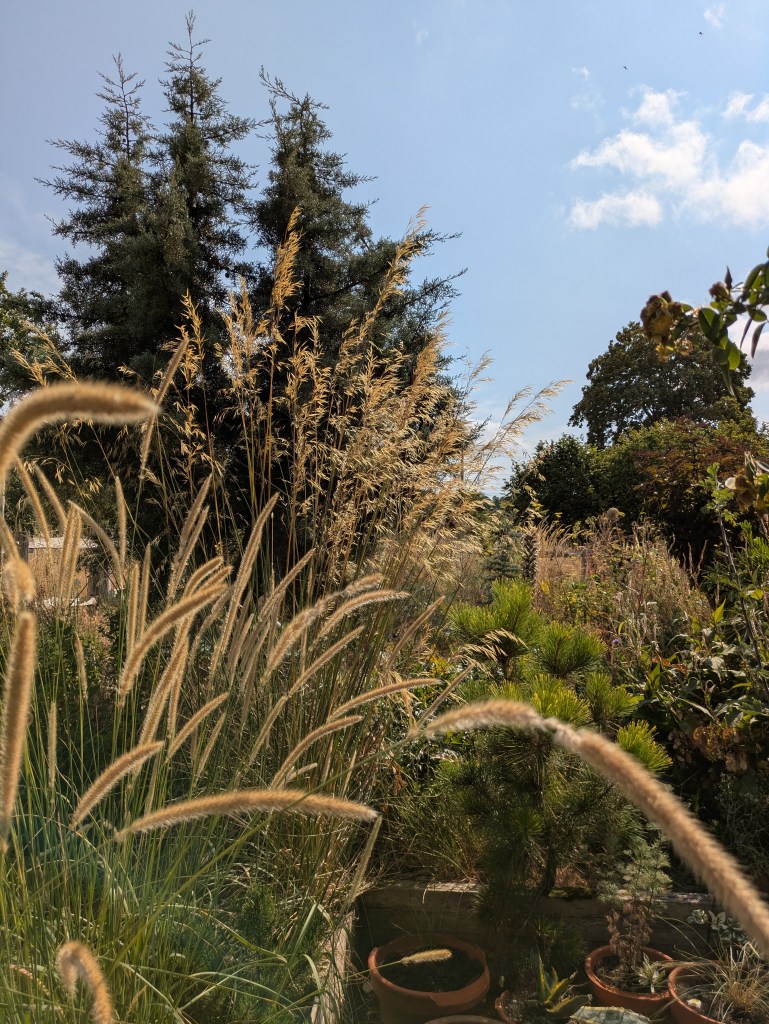Grasses in Andrew Salter's garden, 15 August 2026