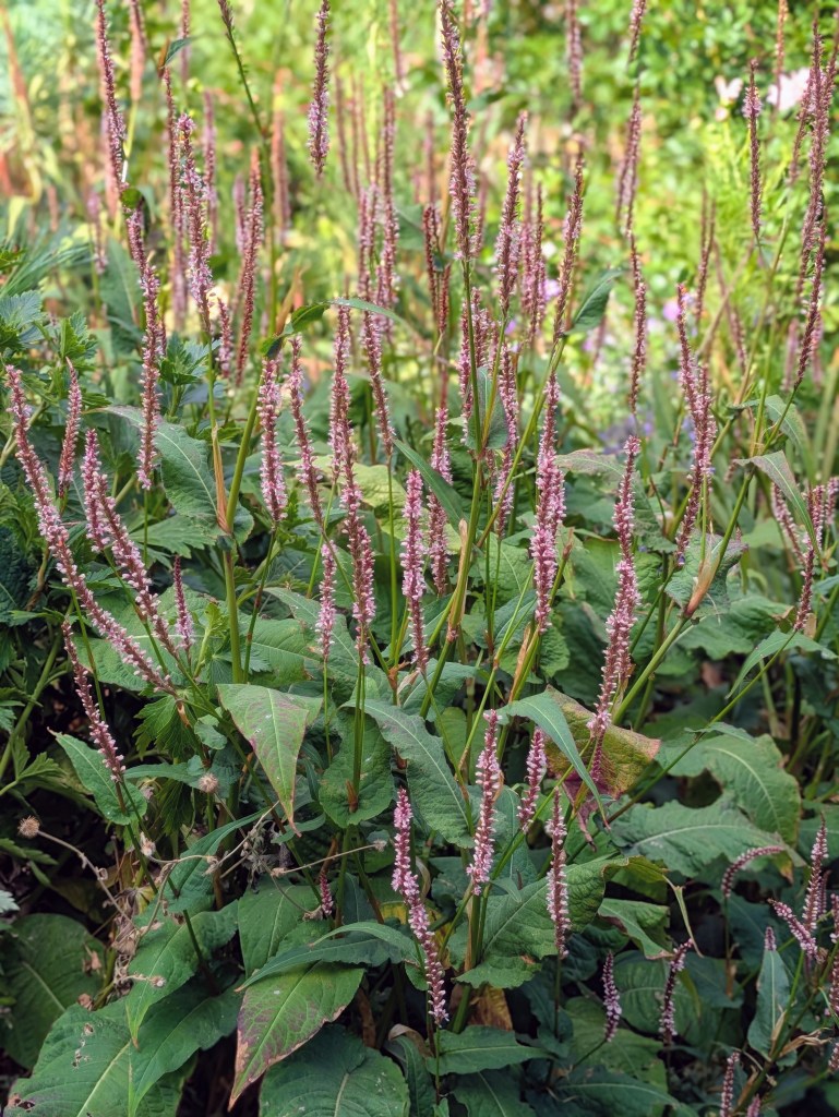 Bistorta in Andrew Salter's garden, 15 August 2026
