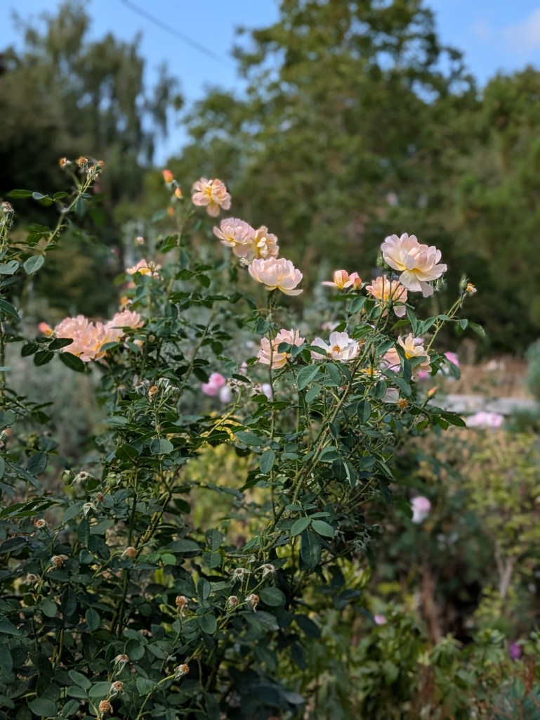 Roses in Andrew Salter's garden, 15 August 2026