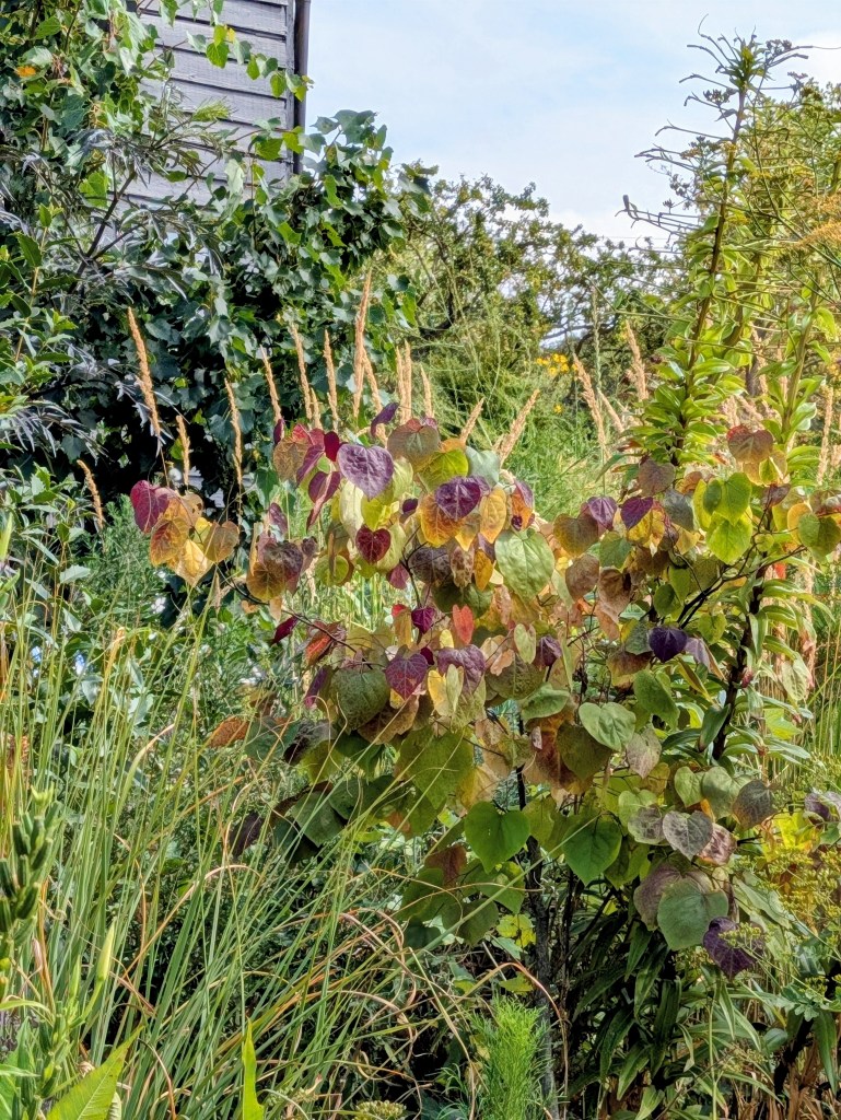 Cercis in Andrew Salter's garden, 15 August 2026