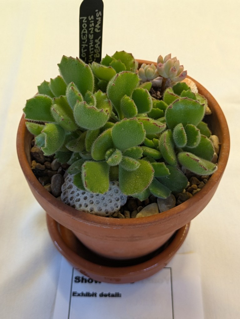 Bear's Paw on the Show Table, CABAHS August 2026