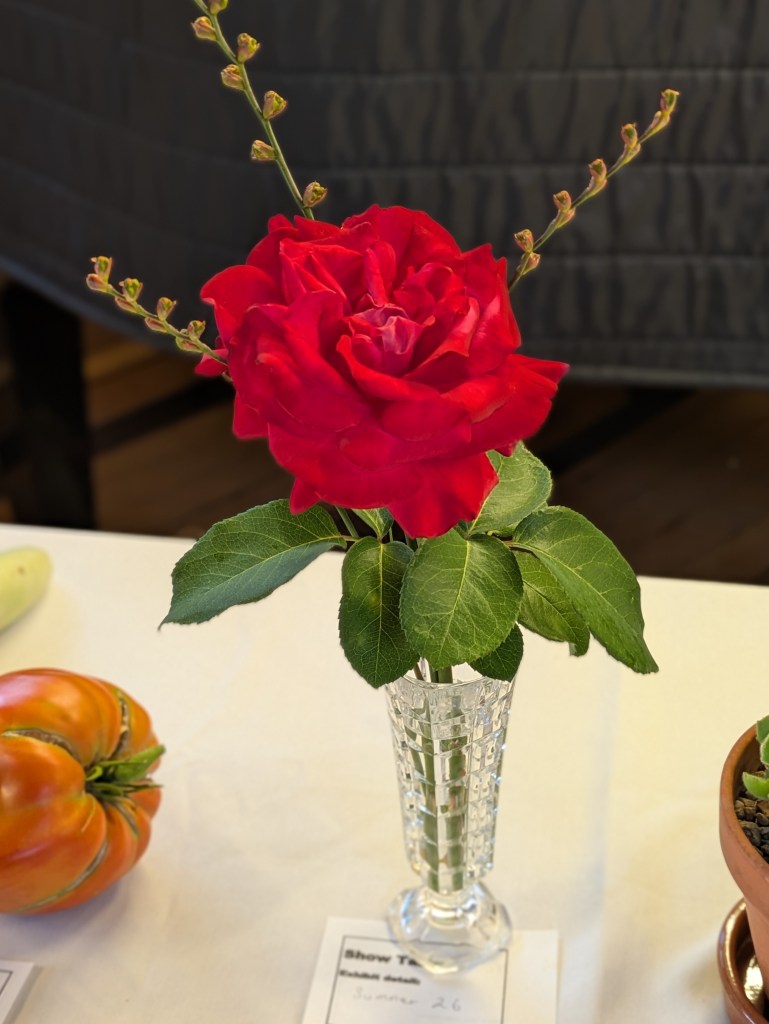 Rose on the Show Table, CABAHS August 2026