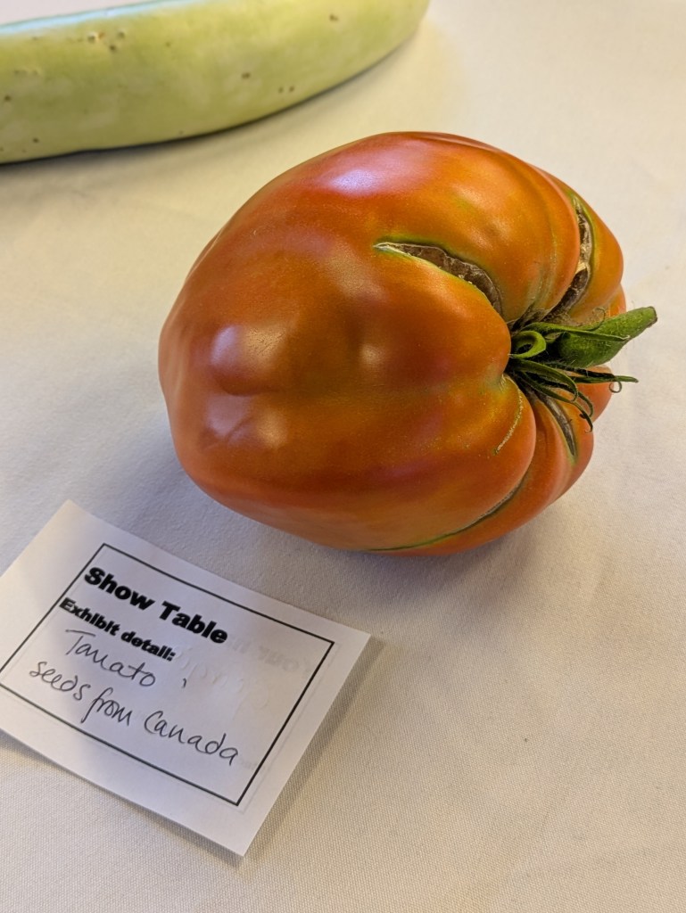 Mega tomato on the Show Table, CABAHS August 2026