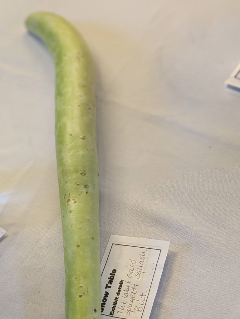 Mystery squash on the Show Table, Augst 2026