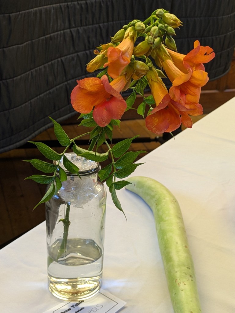 Campsis on the Show Table, August 2026