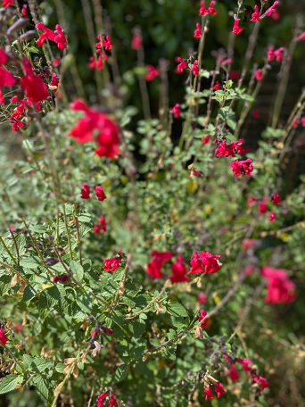 Vija's Salvia, August 2026