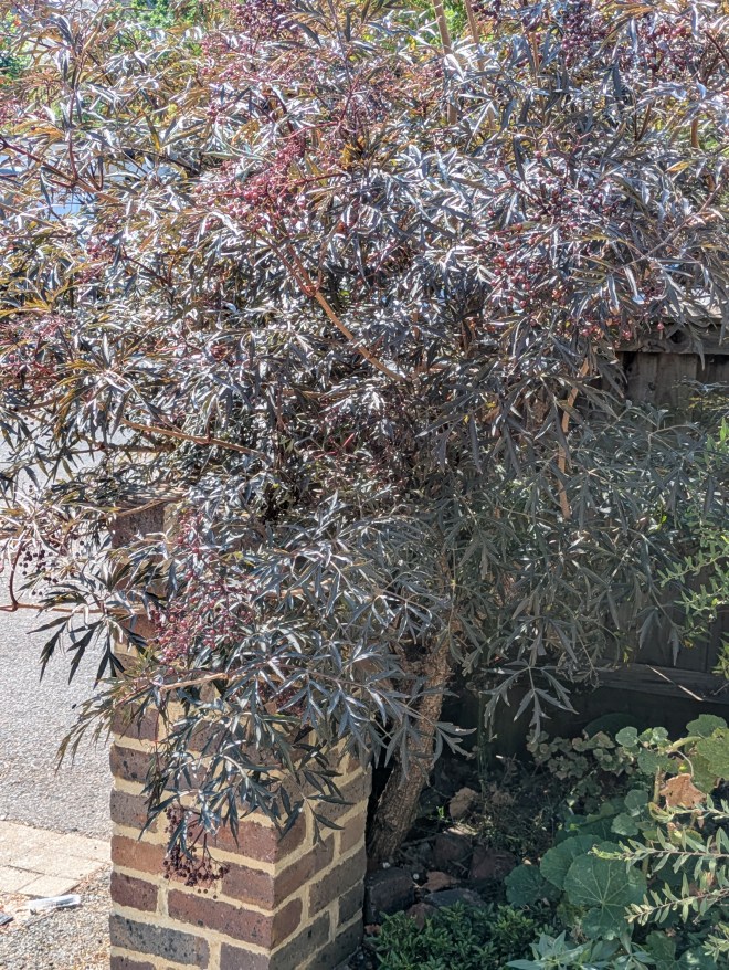 Sambucus nigra 'Black Lace' thriving, August 2026