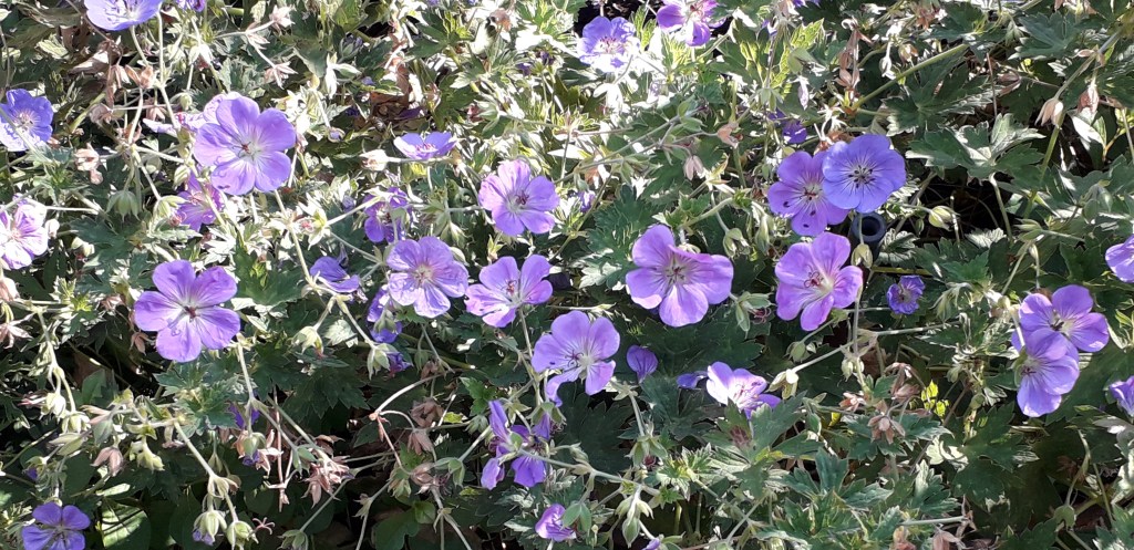 Geranium 'Rozeanne' in Viv's garden. August 2026
