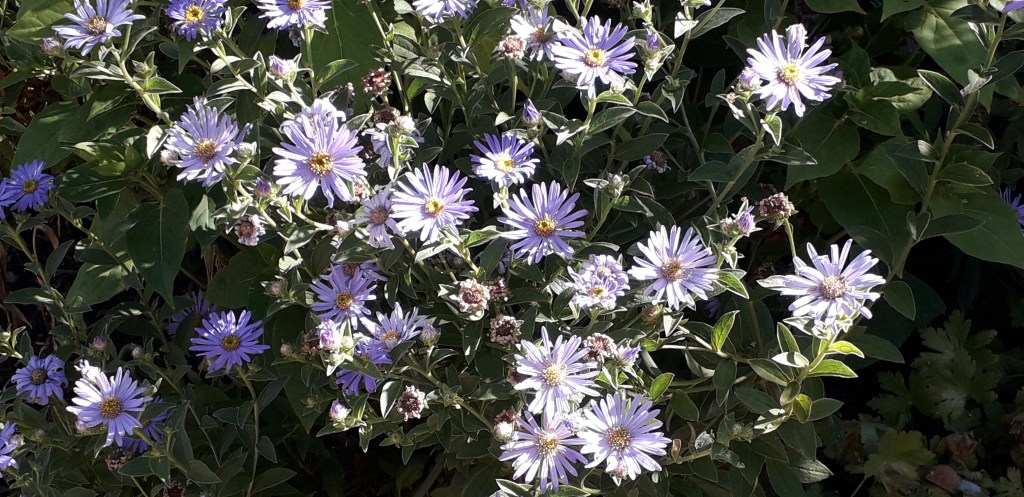 Aster frikartii 'Monch' in Viv's garden. August 2026