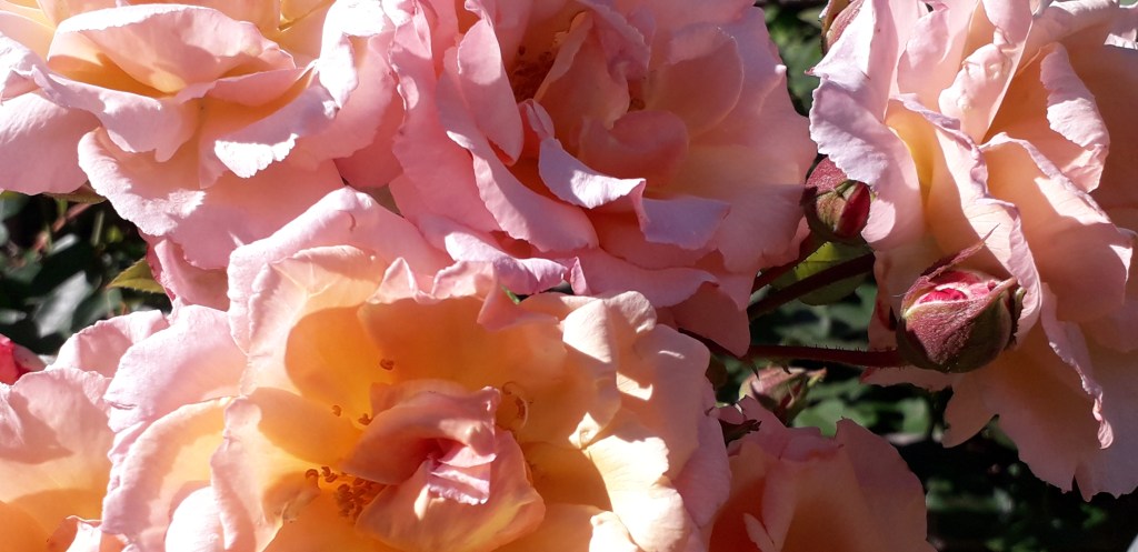 Viv's Rosa 'Compassion' is on its second flowering. August 2026