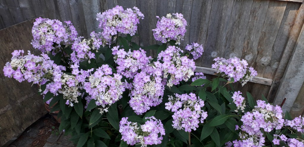 Viv's Phlox are coping well in the shade (but have been watered). August 2026