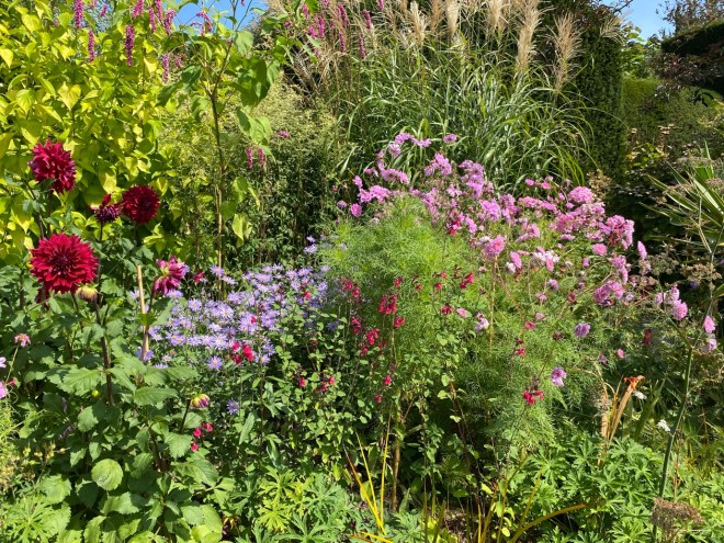 Salvia and Persicaria at Great Dixter, August 2026
