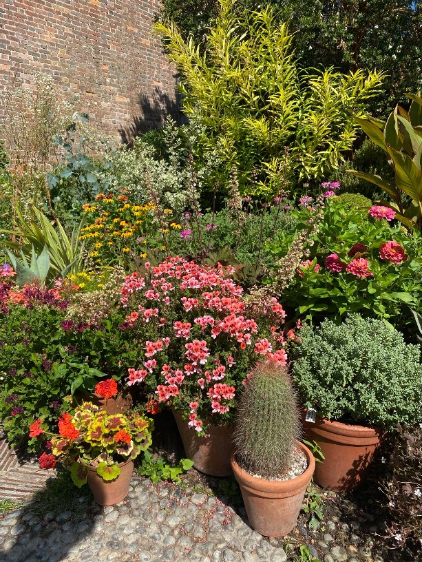 Pot displays of Pelargoniums at Great Dixter, August 2026