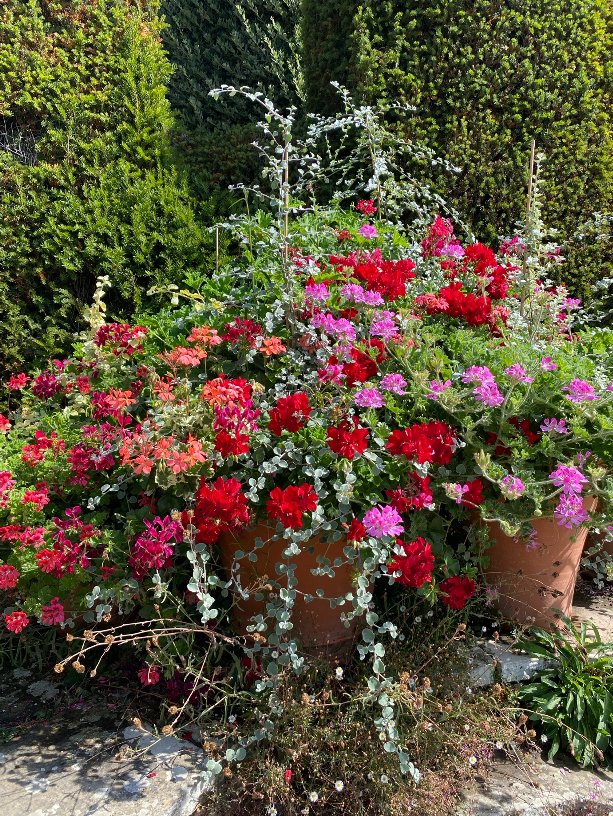 Pot displays of Pelargoniums and Helichrysum at Great Dixter, August 2026