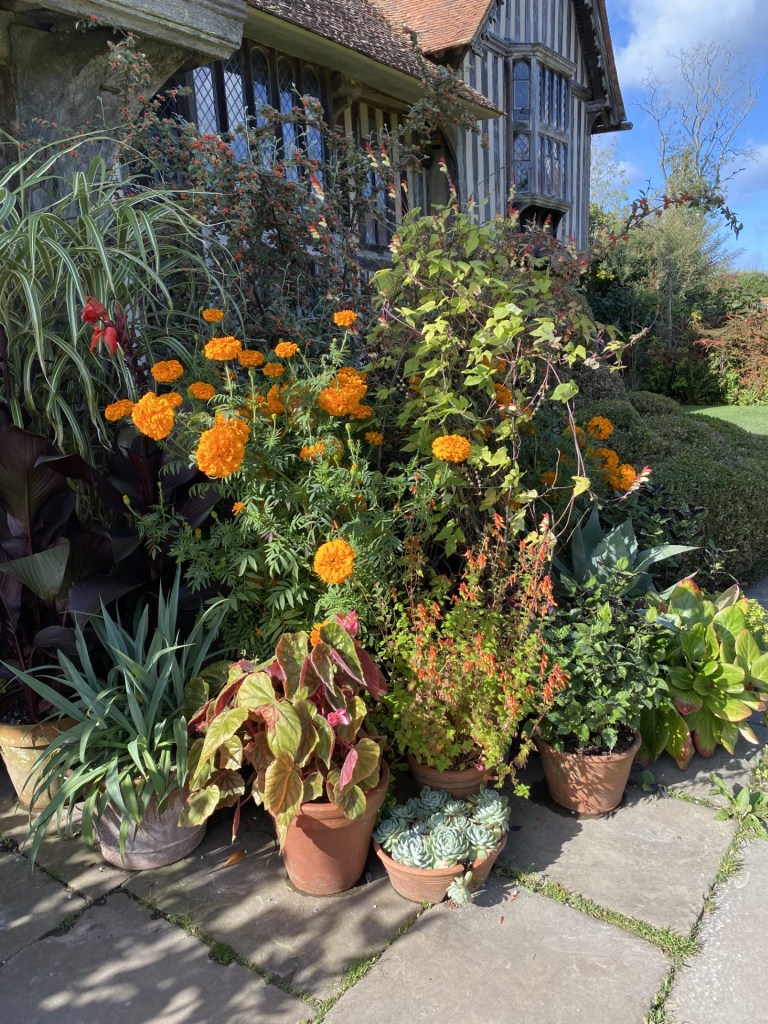 Perfect pot display at the entrance of Great Dixter, August 2026