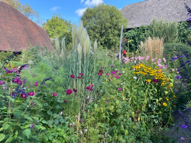 Cosmos display at Great Dixter, August 2026