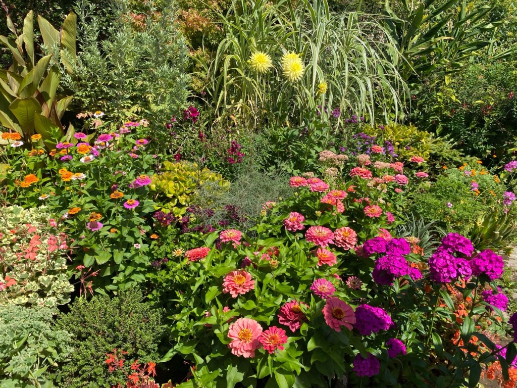 Zinnias at Great Dixter, August 2026