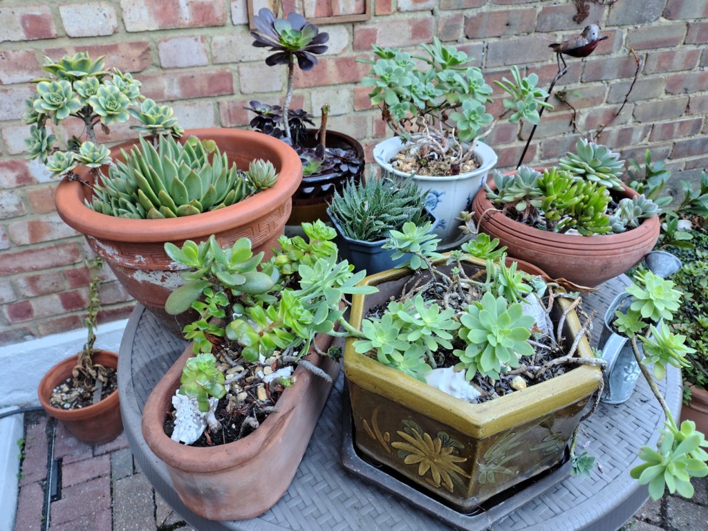 Class 15 2026: a display of plants on a table
