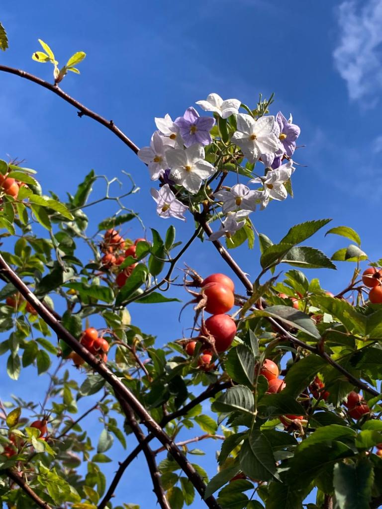 Solanum laxum 'Crèche du Pape' among Rosa glauca hips in Anna's garden