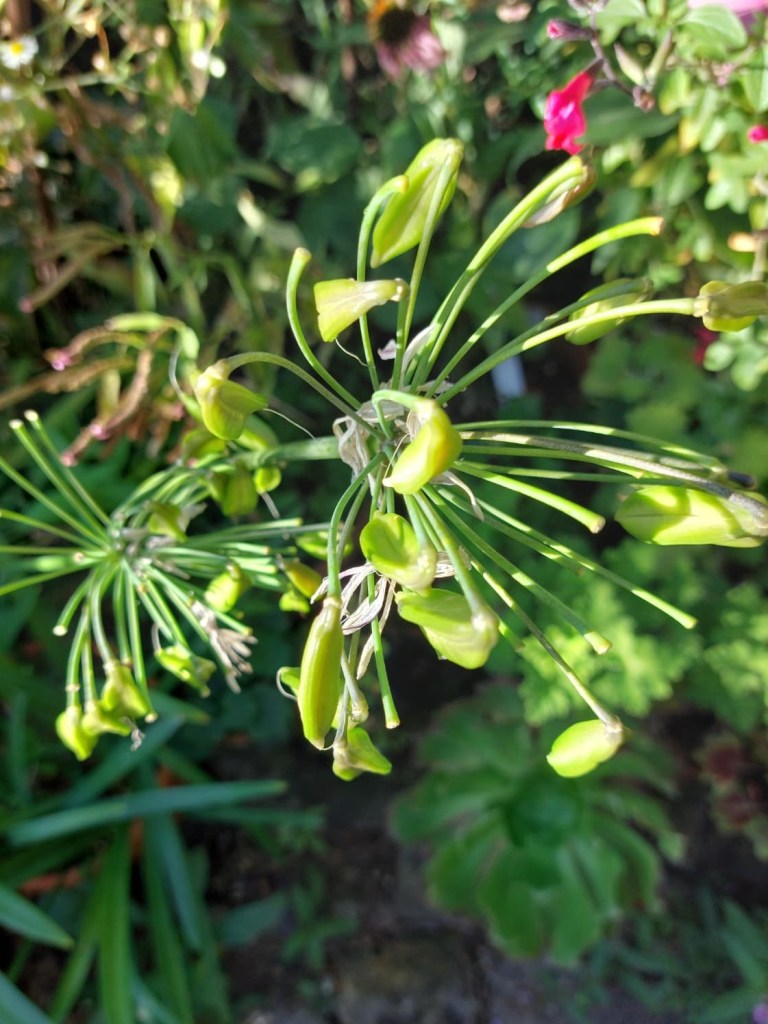 Agapanthus seedhead forming