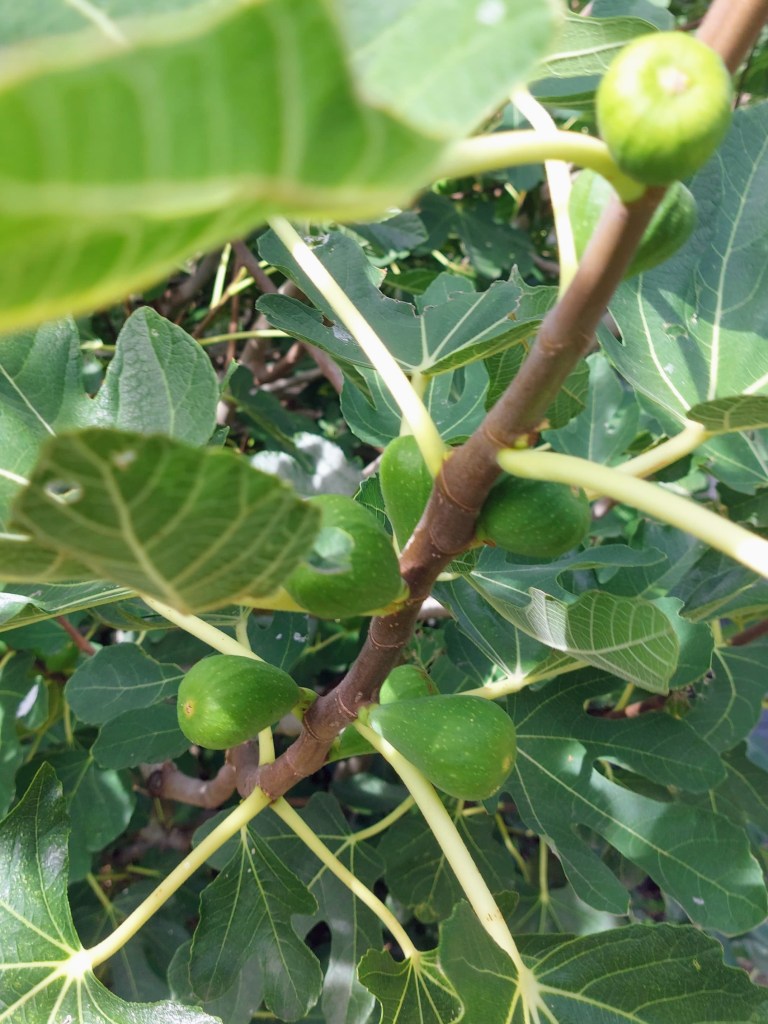 Unripe figs