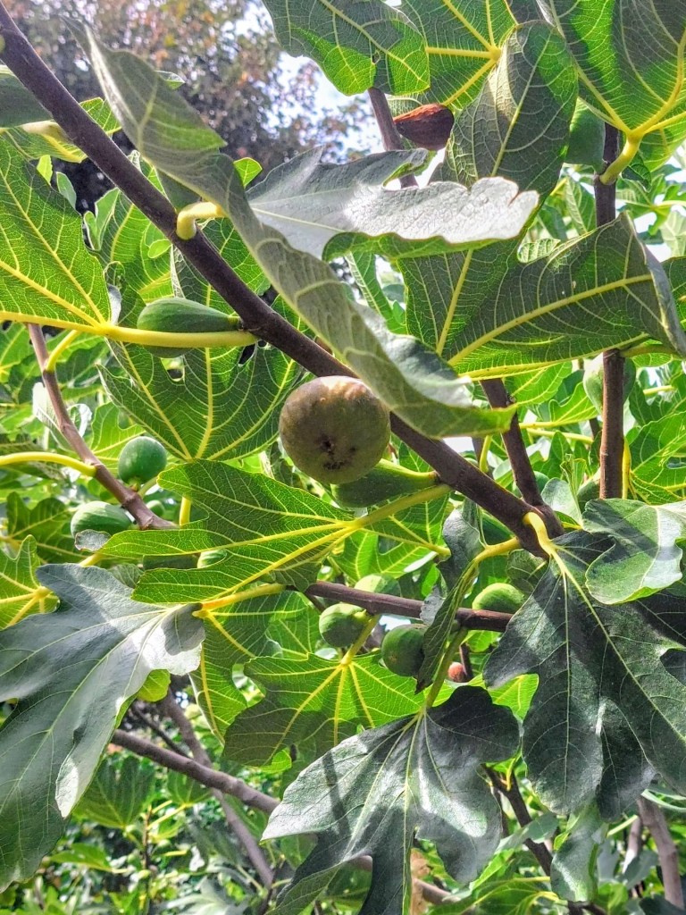 Ripening figs