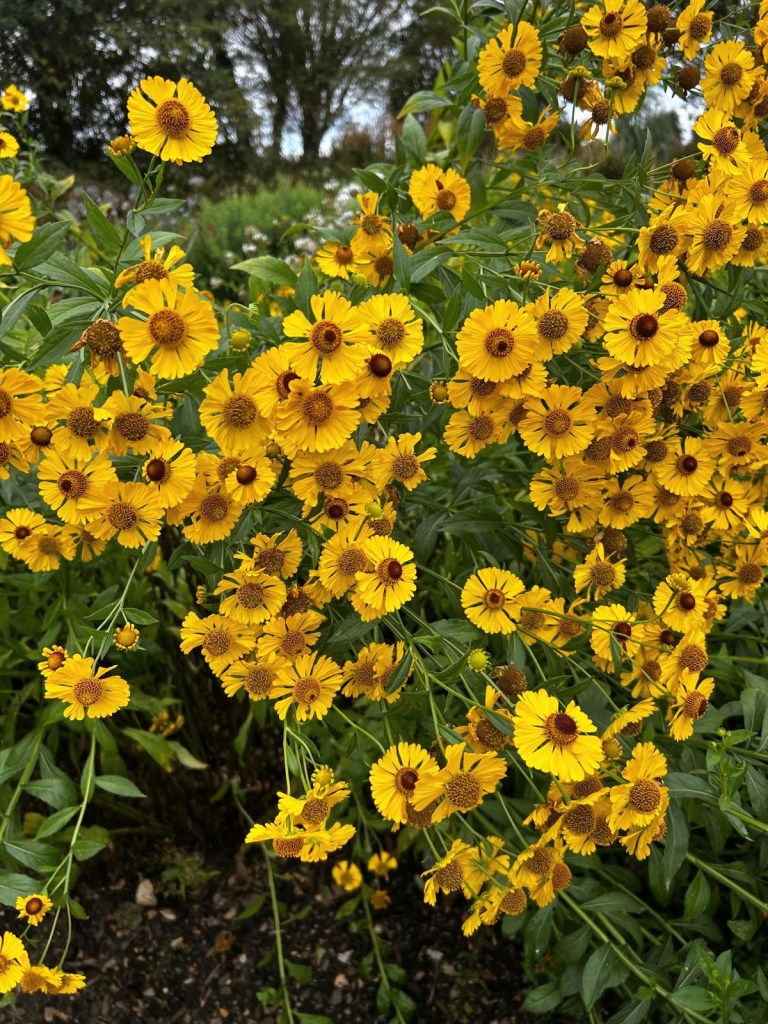 Helenium 'Riverton Beauty'. Beth Chatto's, September 2026 Helenium 'Riverton Beauty'. Beth Chatto's, September 2026