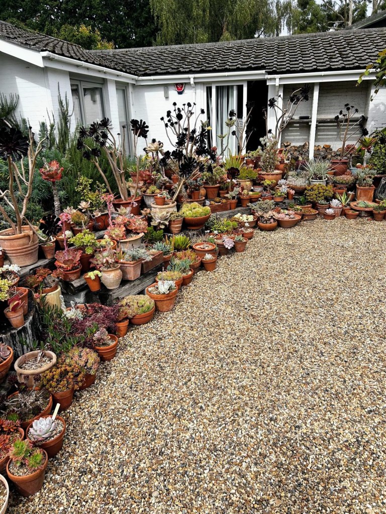 Succulent display by Beth Chatto's house, September 2026 Succulent display by Beth Chatto's house, September 2026