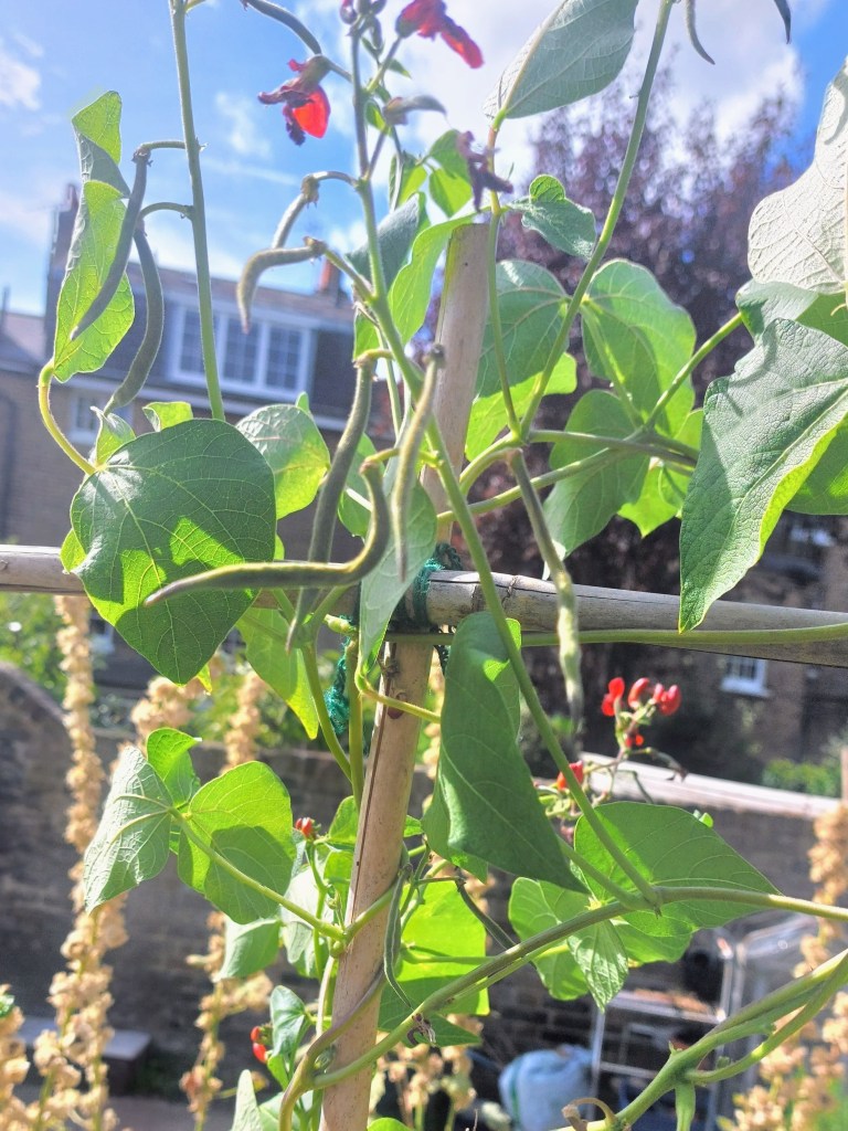 Beans ripening after spraying with water