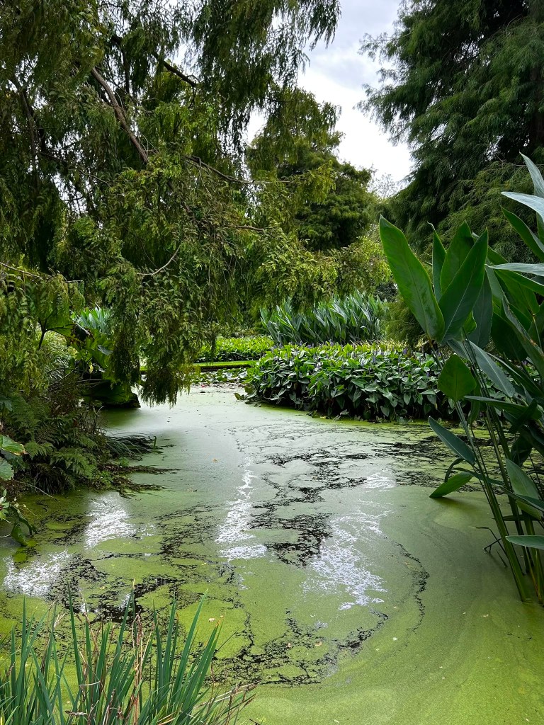 The Water Garden at Beth Chatto's, September 2026 The Water Garden at Beth Chatto's, September 2026