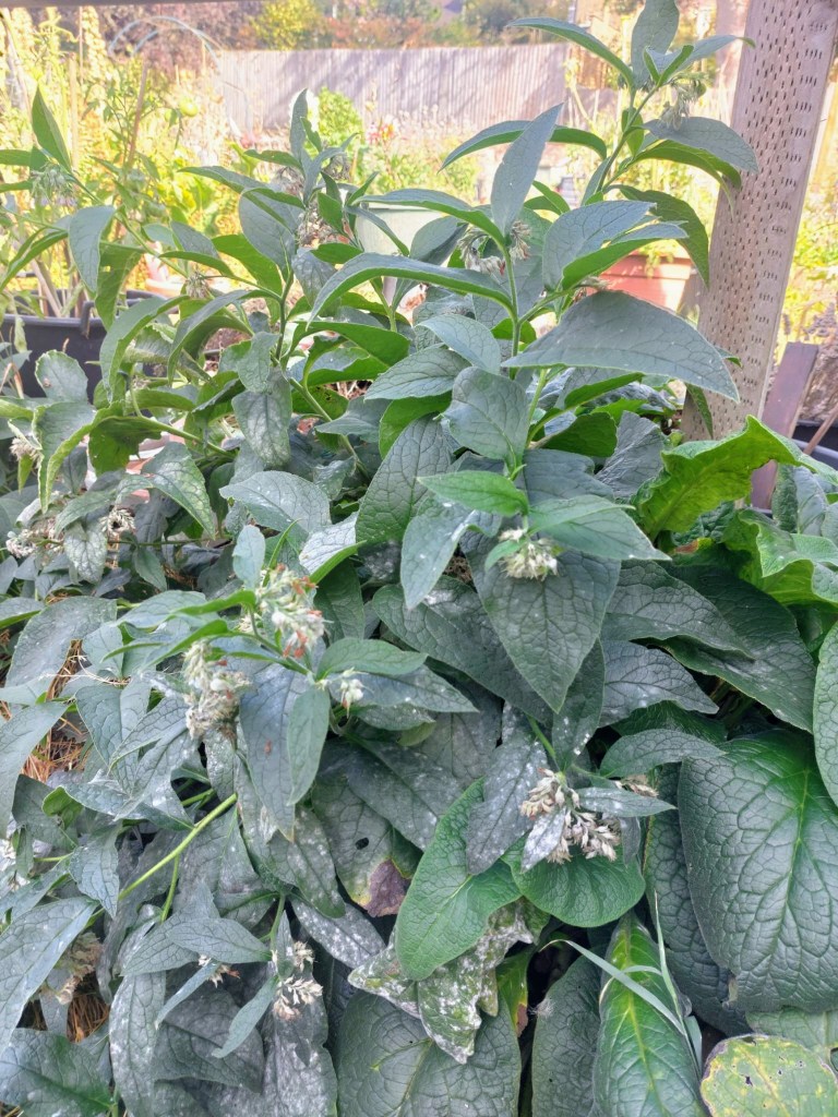 Comfrey ready to make comfrey tea