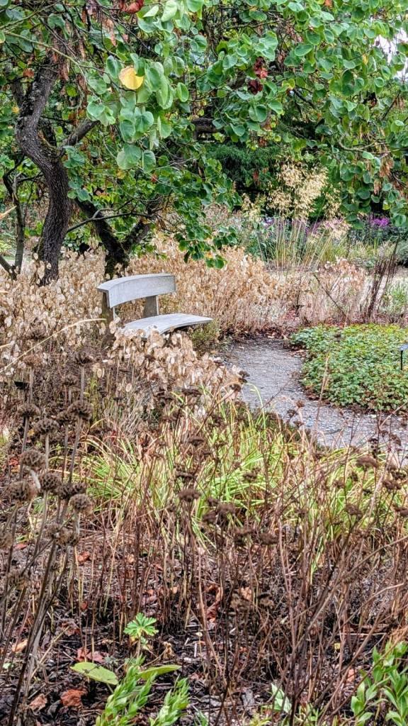 Bench under the Judas trees in the Reservoir Garden. Beth Chatto's, September 2026 Bench under the Judas trees in the Reservoir Garden. Beth Chatto's, September 2026