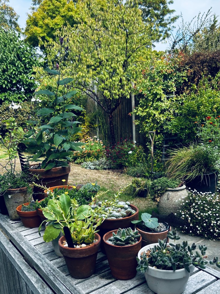 Class 15 2026: a display of plants on a table