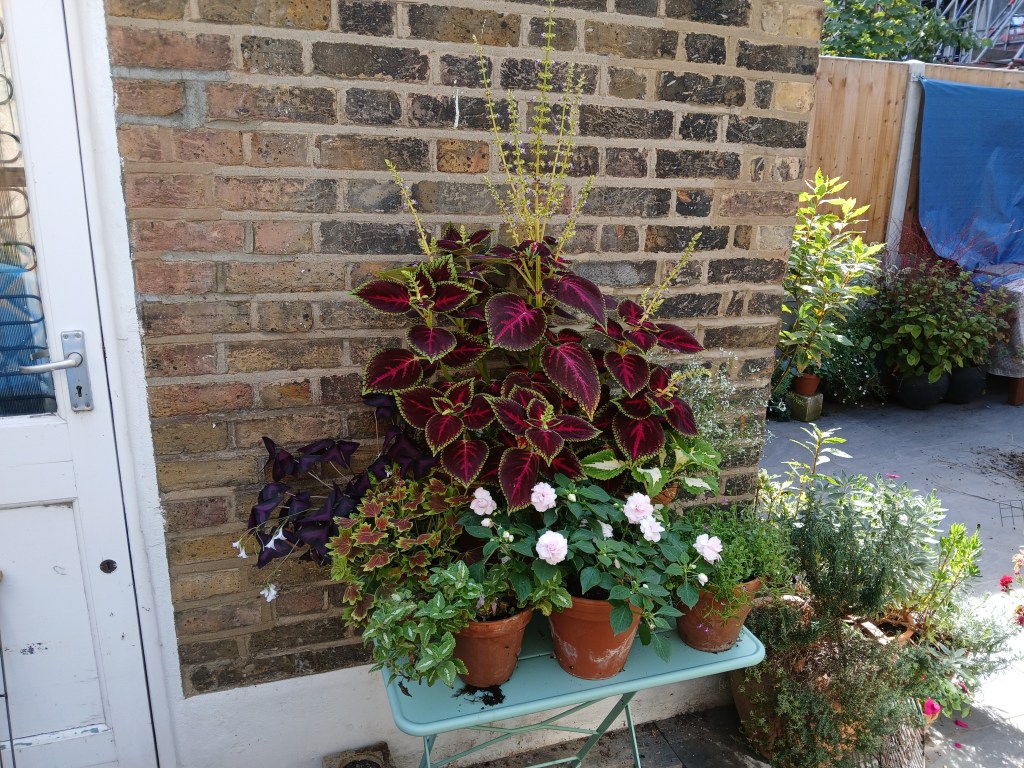 Class 15 2026: a display of plants on a table