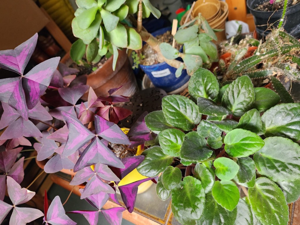 Class 15 2026: a display of plants on a table