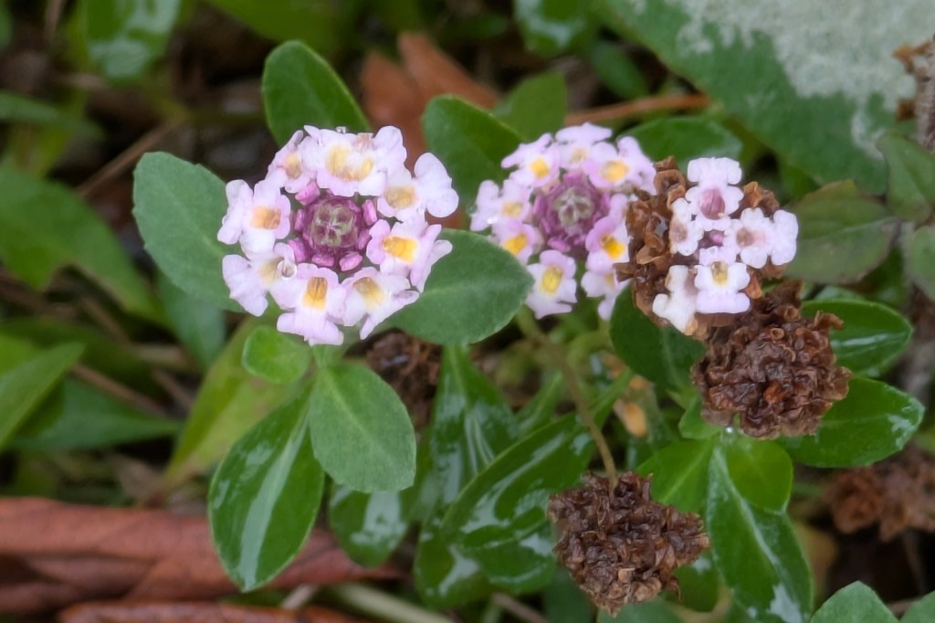 Phyla nodiflora (aka turkey tangle frogfruit!). Beth Chatto's, September 2026 Phyla nodiflora (aka turkey tangle frogfruit!).
Beth Chatto's, September 2026