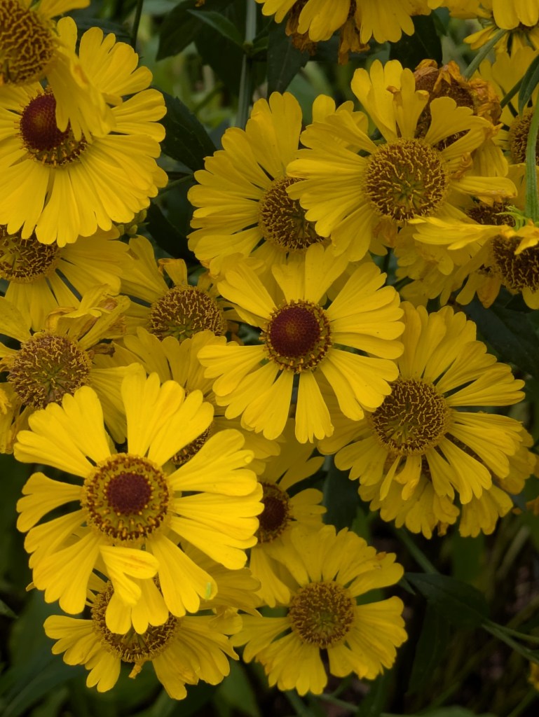 Helenium 'Riverton Beauty'. Beth Chatto's, September 2026 Helenium 'Riverton Beauty'. Beth Chatto's, September 2026