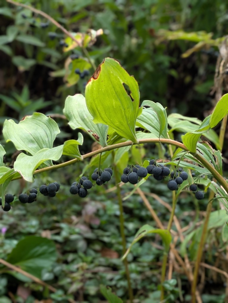 Berries on Solomon's Seal (Polygonatum). Beth Chatto's, September 2026 Berries on Solomon's Seal (Polygonatum). Beth Chatto's, September 2026