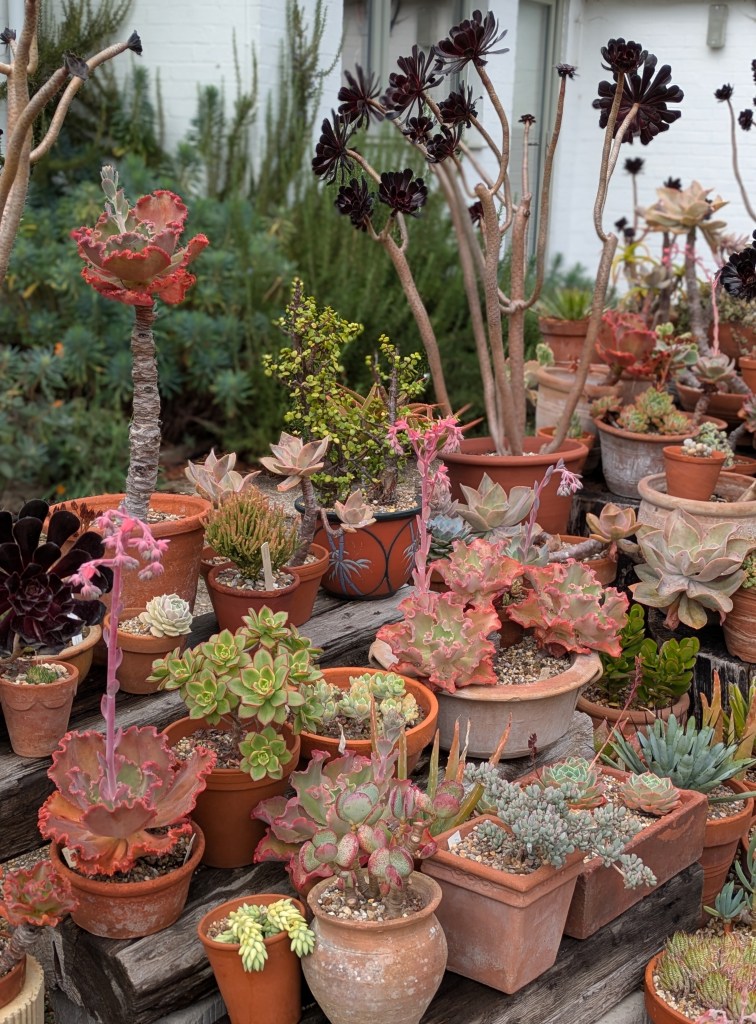 Succulent display by Beth Chatto's house, September 2026 Succulent display by Beth Chatto's house, September 2026