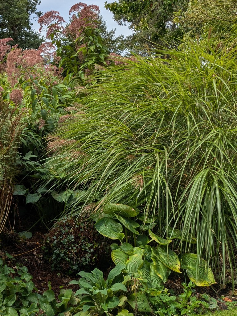 Eupatorium, Hostas and grasses in the Water Garden. Beth Chatto's, September 2026 Eupatorium, Hostas and grasses in the Water Garden. Beth Chatto's, September 2026